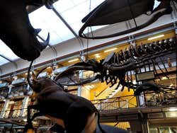 Museo de Historia Natural, exposicion