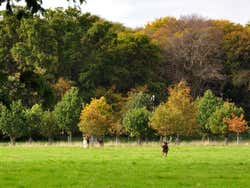 Phoenix Park, ciervos